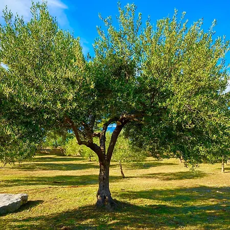 Maginja سوتيفان